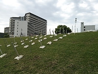 DSC_0332.jpg